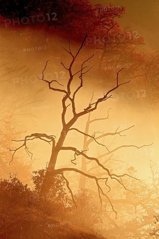 Dead oak