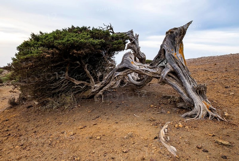 Juniper tree