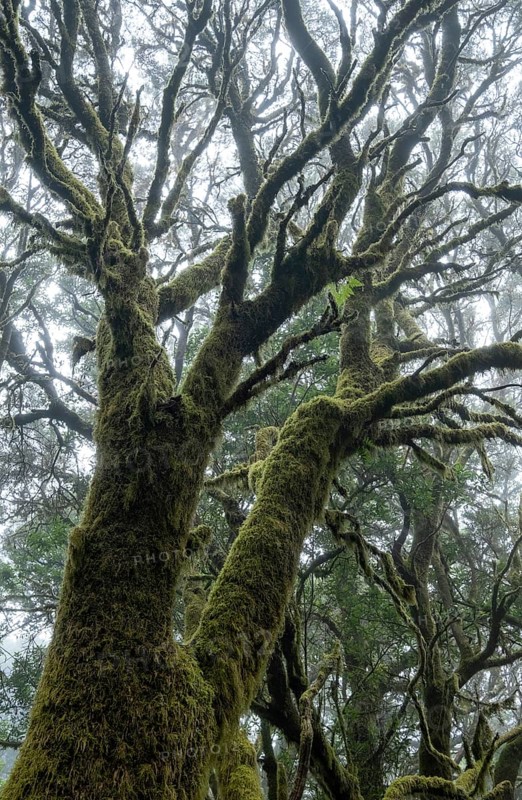 Moss-covered trees in laurel forest