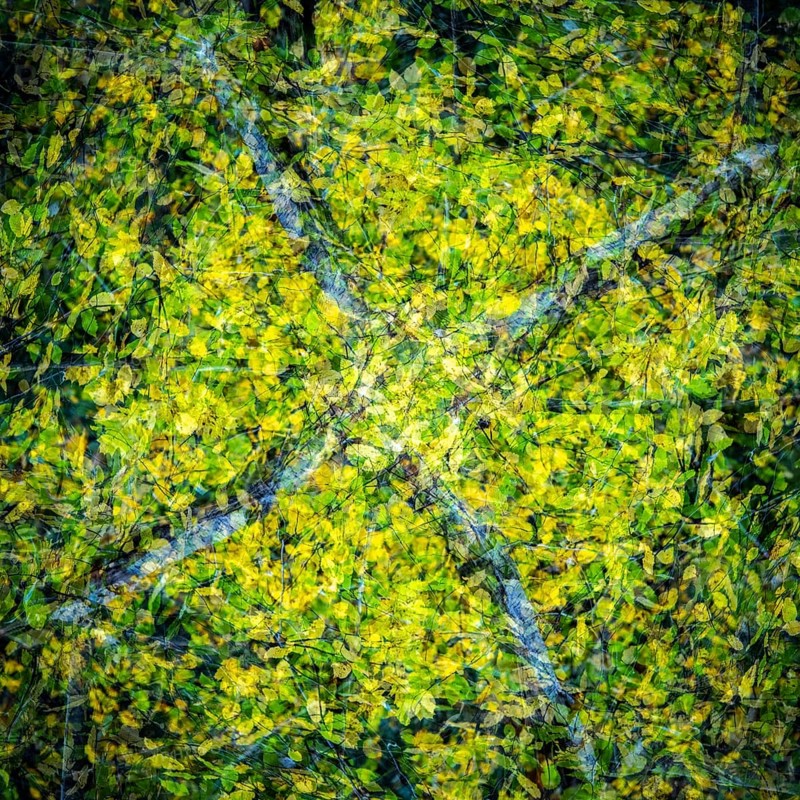 Autumn mosaic