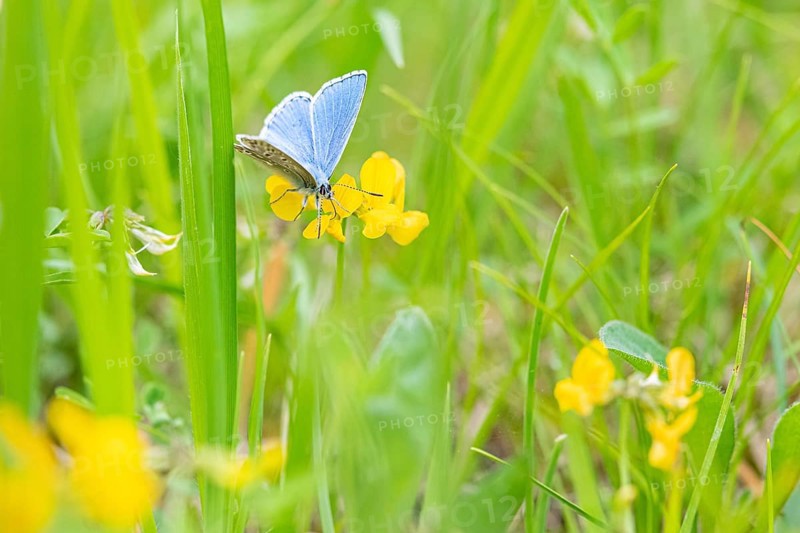Adonis blue