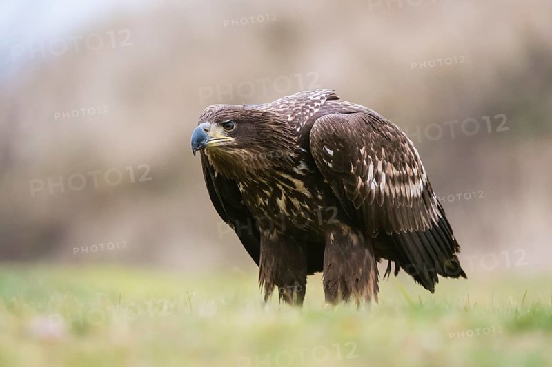 White-tailed eagle