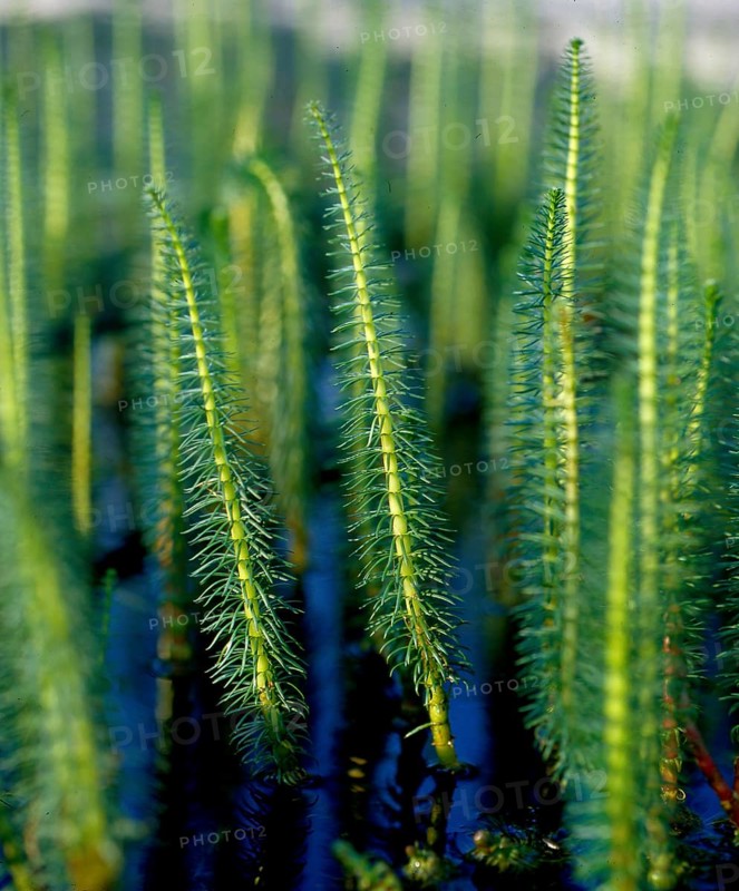 Fir frond common mare's tail