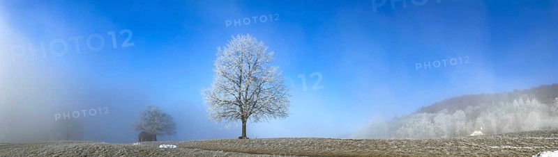 Hoarfrost in clearing fog