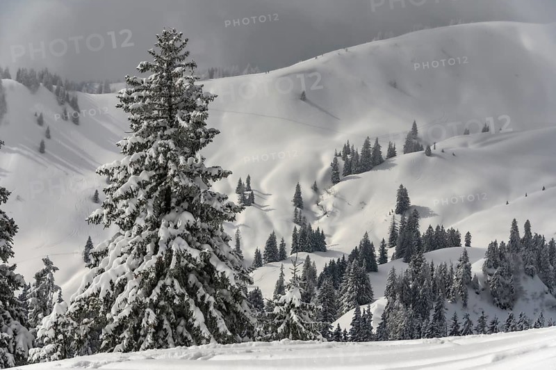 Snow-covered mountain landscape with trees in winter during snowfall