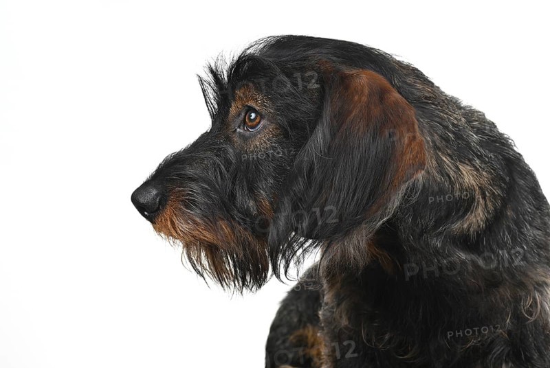Wire-haired dachshund