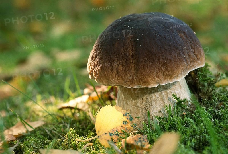 King bolete
