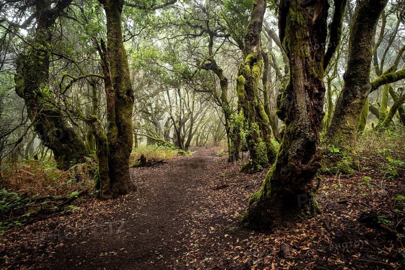 Hiking trail through laurel forest