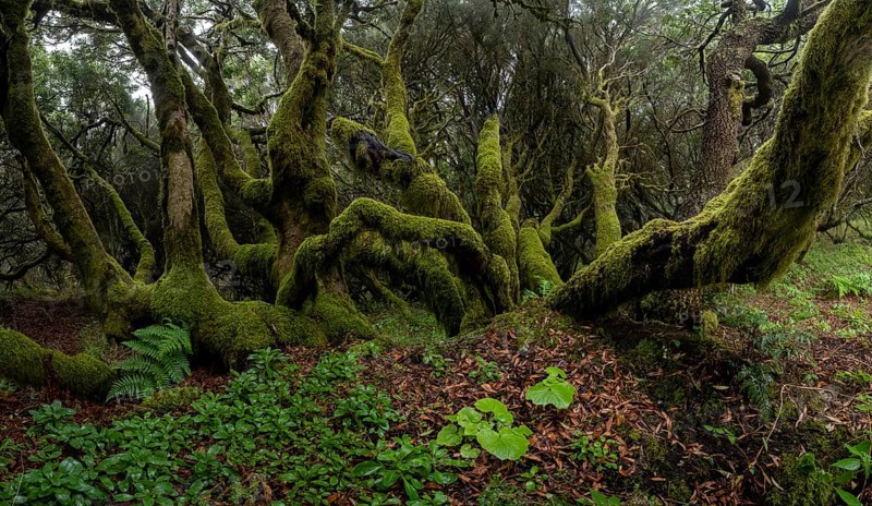 Moss-covered trees in laurel forest