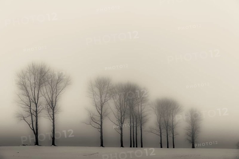 Trees in the fog in winter landscape