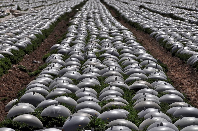 Lettuce field covered with plastic caps