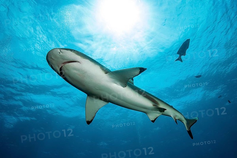 Blacktip reef shark
