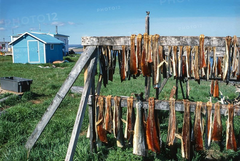 Dried fish suspended in a rack for air drying