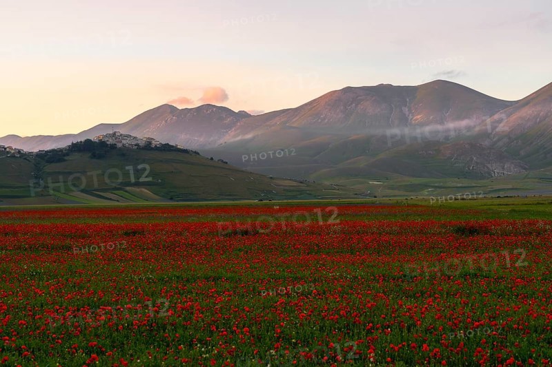 Blooming at Piano Grande di Castelluccio di Norcia plateau