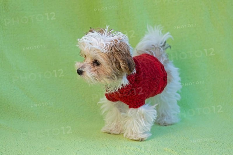 Bolonka Zwetna puppy wearing dog coat