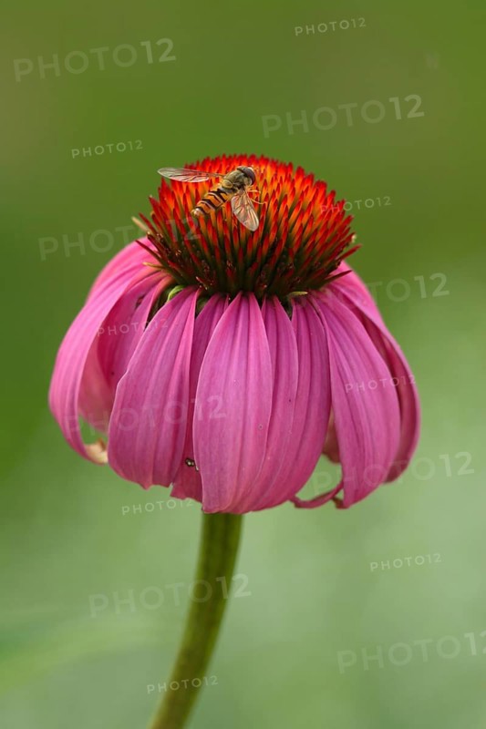 Coneflower