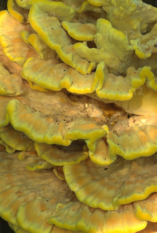 Sulphur polypore
