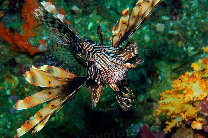 Lionfish