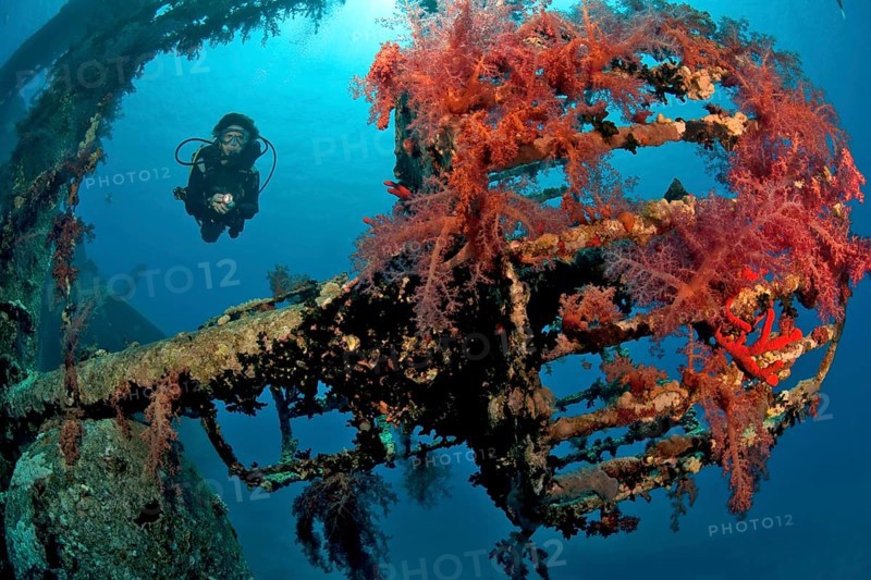 Diver dives through sunken shipwreck Cedar Pride looks down on former lookout Crow's nest overgrown with red soft corals