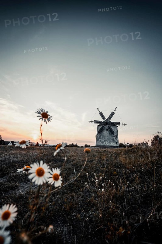 The Old Windmill of Tes at sunset with marguerites