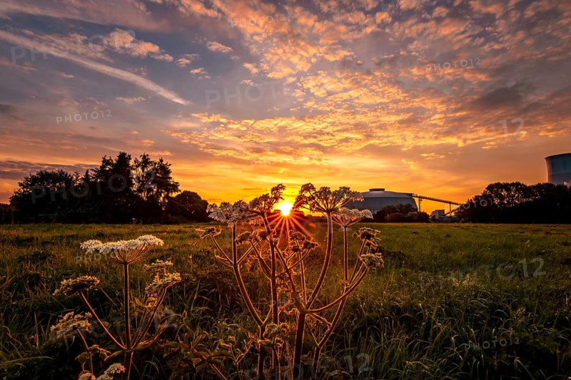 Beautiful sunrise in a field