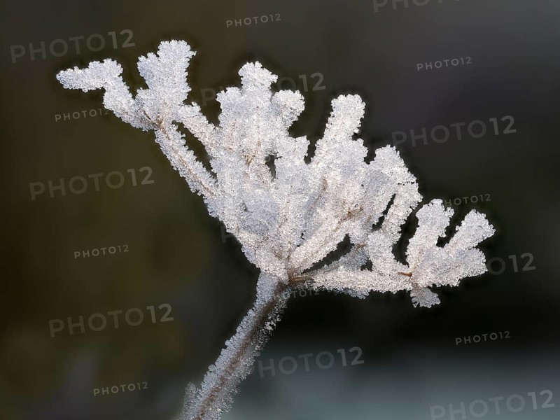 Cow parsley