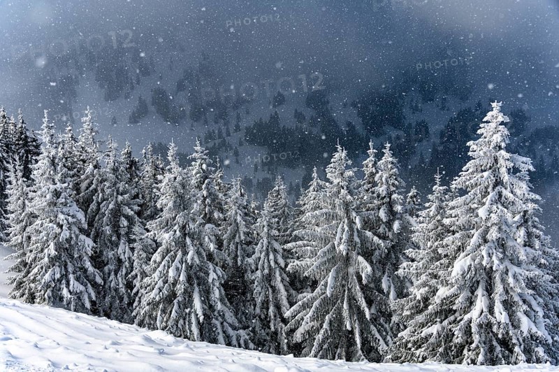 Snow-covered mountain landscape with trees in winter during snowfall