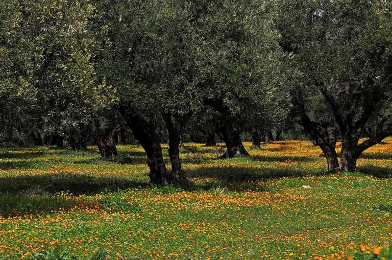 Olive grove in orange flower meadow