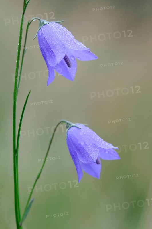 Harebell