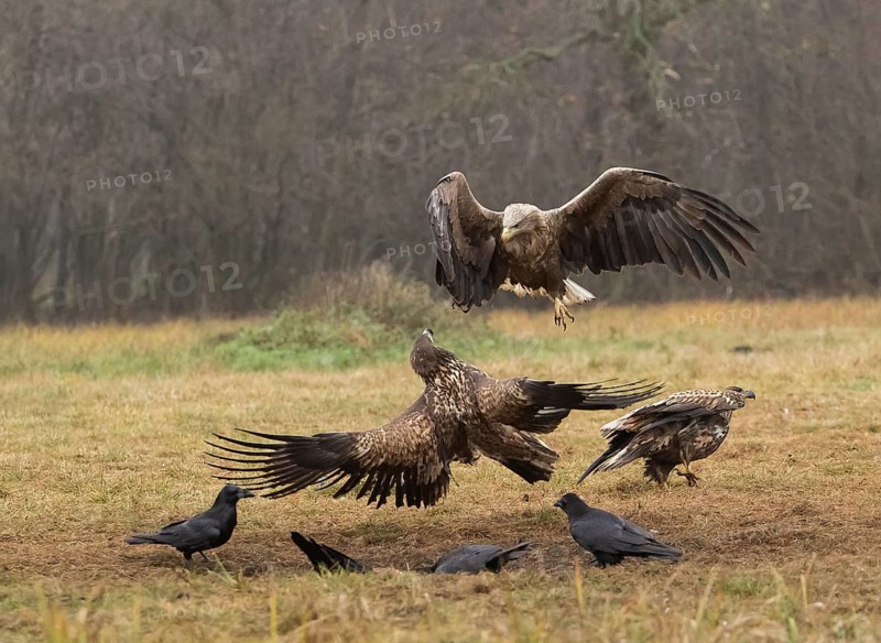 White-tailed eagle