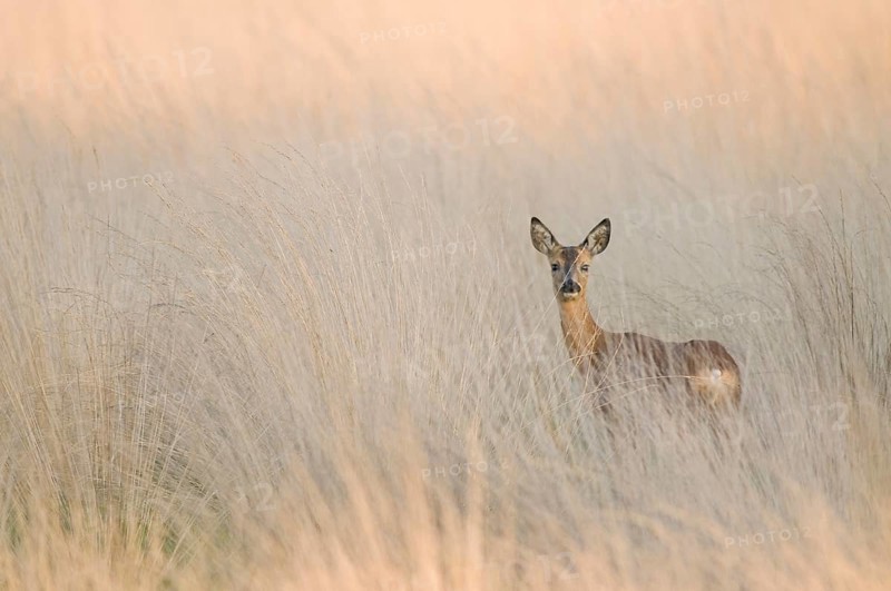 European roe deer