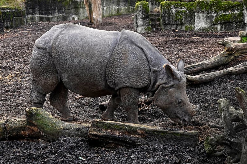 Indian rhinoceros