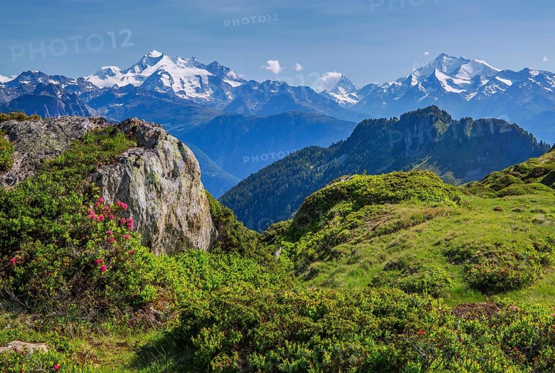 Alpine pasture area above the Rhone valley with the mountains Dom 4545m