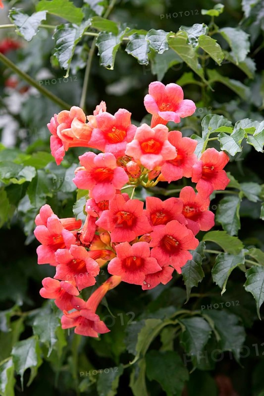 Common trumpet creeper