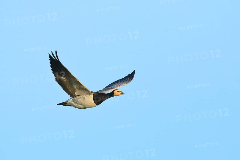 Barnacle Goose