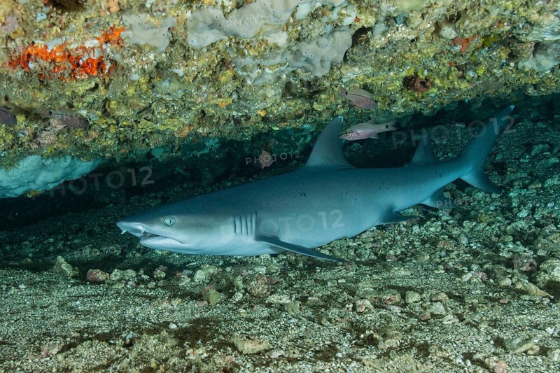 Whitetip reef shark
