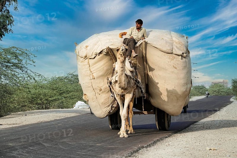 Fully loaded camel cart