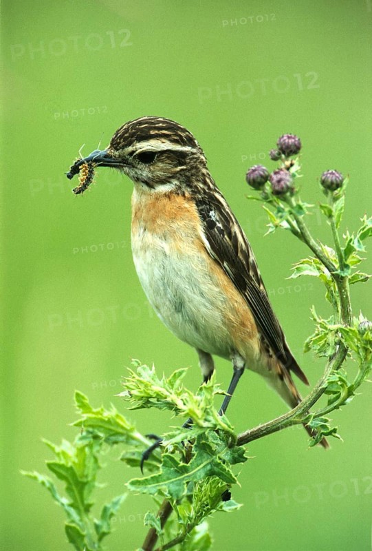 Whinchat