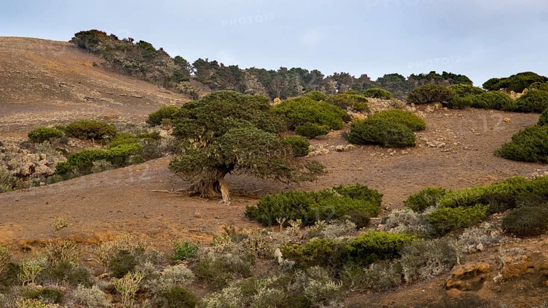 Juniper trees at sunset
