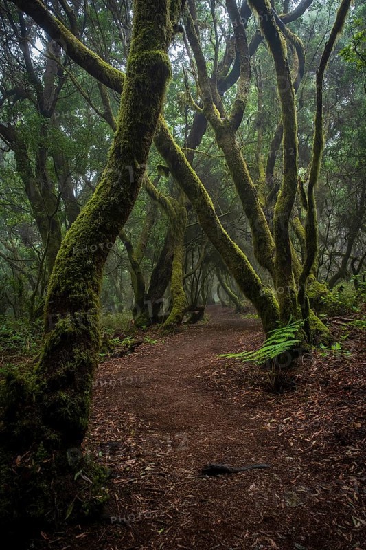 Hiking trail through laurel forest