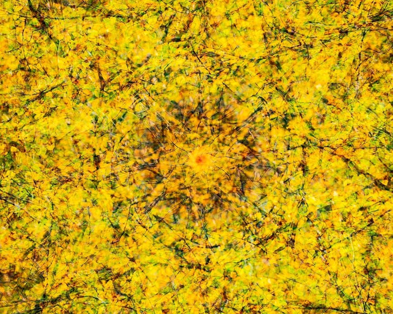 Autumn mosaic