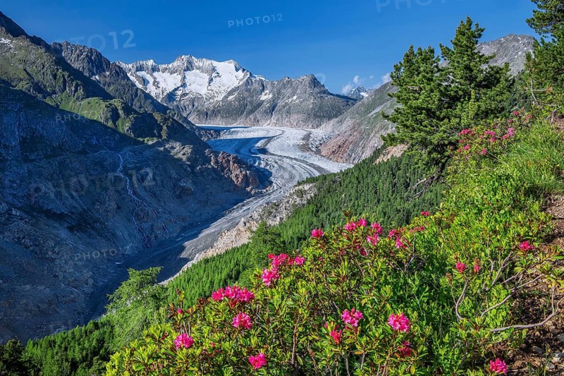 Landscape with blooming alpine roses in front of the Aletsch glacier with Wannenhorn 3906m