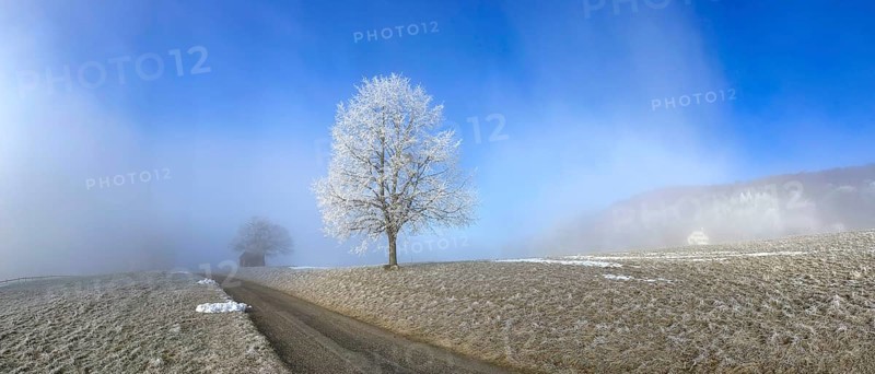 Hoarfrost in clearing fog