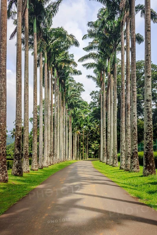 Palm tree alley in the Royal Botanic Gardens