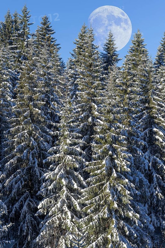 Moon over european silver firs