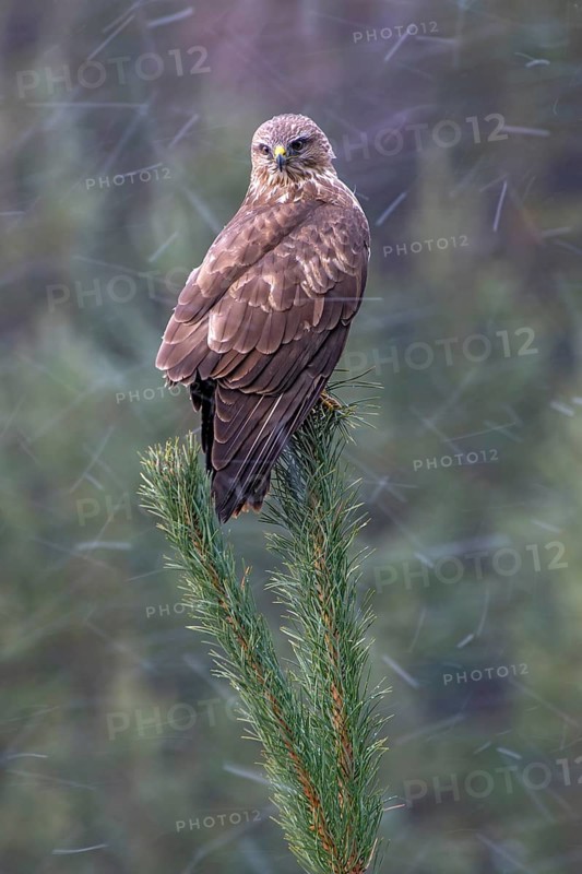 Steppe buzzard