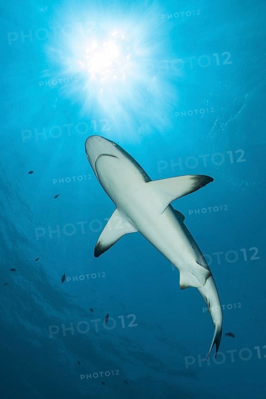 Blacktip reef shark