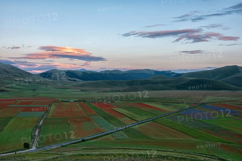 Blooming on Piano Grande di Castelluccio di Norcia