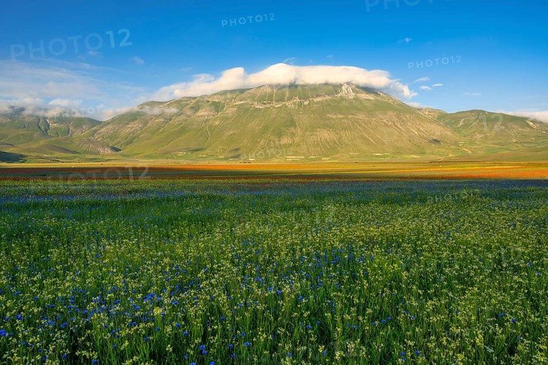 Blooming at Piano Grande di Castelluccio di Norcia plateau
