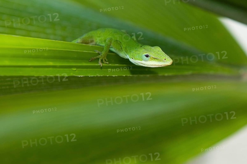 Close-up of head of carolina anole